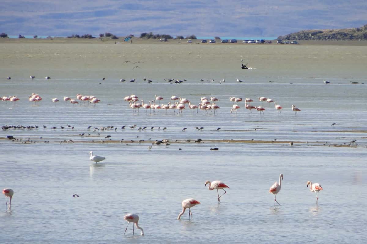 Flamants du Chili dans la réserve de la Laguna Nimez, à El Calafate