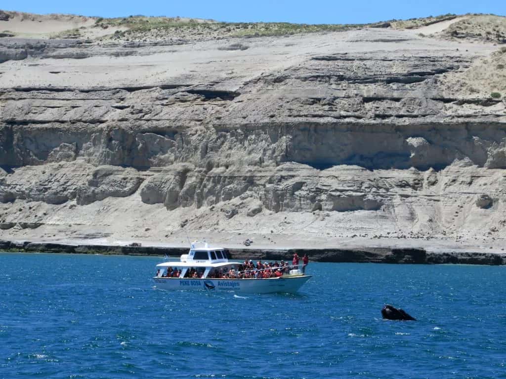 Bateau d’observation des baleines et tête d’une baleine franche devant une falaise, golfe Nuevo, péninsule Valdés