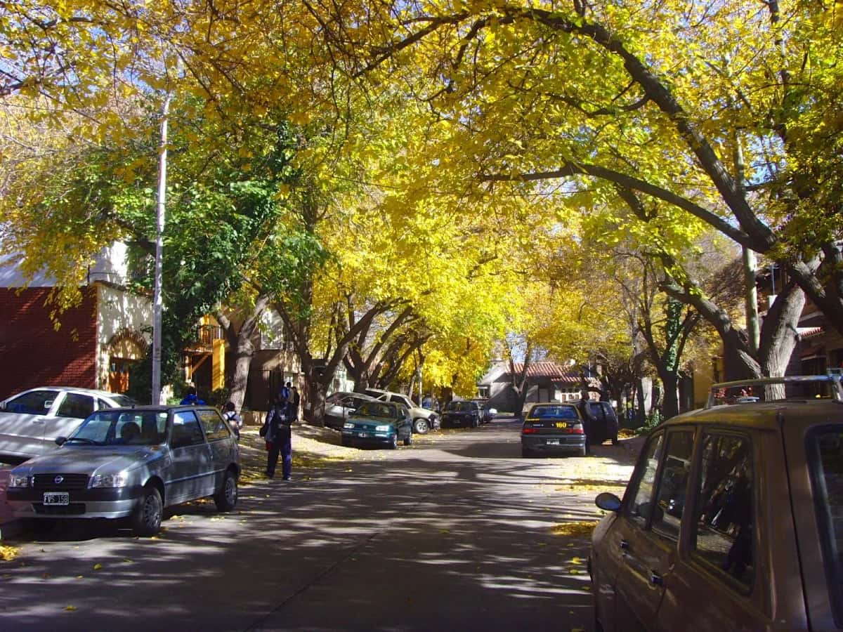 Rue bordée d'arbres aux feuilles jaunes en automne, calle Julio A. Lemos, à Godoy Cruz (Mendoza)