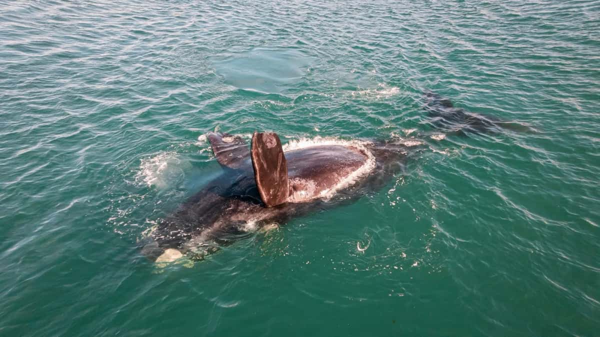 Baleine franche australe Puerto Madryn Patagonie