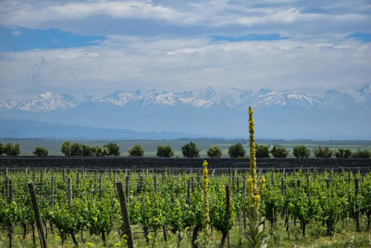 Mendoza vignes Andes retraite en Argentine